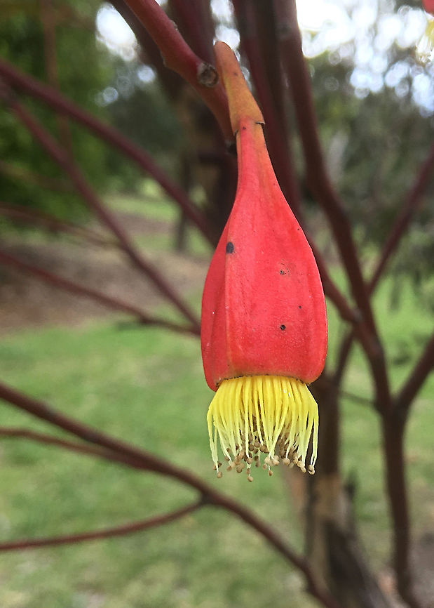 Fuschia gum - Eucalyptus forrestiana A Western Australian species which is commonly used as an ornamental tree in southern Australian states.( name correction- from Eucalyptus dolichorhyncha to Eucalyptus forrestiana) Australia,Eamw eucalyptus,Eamw flora,Eucalyptus dolichorhyncha,Eucalyptus forrestiana,Fuschia gum,Geotagged,Spring