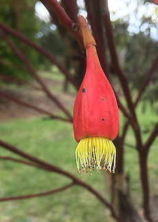 Fuschia gum - Eucalyptus forrestiana A Western Australian species which is commonly used as an ornamental tree in southern Australian states.( name correction- from Eucalyptus dolichorhyncha to Eucalyptus forrestiana) Australia,Eamw eucalyptus,Eamw flora,Eucalyptus dolichorhyncha,Eucalyptus forrestiana,Fuschia gum,Geotagged,Spring