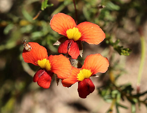 Red parrot pea - Dillwynia hispida The little beetle is a unidentified bonus. Australia,Dillwynia hispida,Eamw flora,Geotagged,Red Parrot-Pea,Spring
