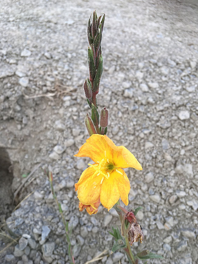 Fragrant evening primrose - Oenothera stricta Introduced to Australia ,Its origin is Northern America.<br />
Only found one plant in foreshore beach habitat. Australia,Eamw flora,Fragrant Evening-Primrose,Geotagged,Oenothera stricta,Spring