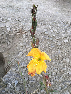 Fragrant evening primrose - Oenothera stricta Introduced to Australia ,Its origin is Northern America.
Only found one plant in foreshore beach habitat. Australia,Eamw flora,Fragrant Evening-Primrose,Geotagged,Oenothera stricta,Spring