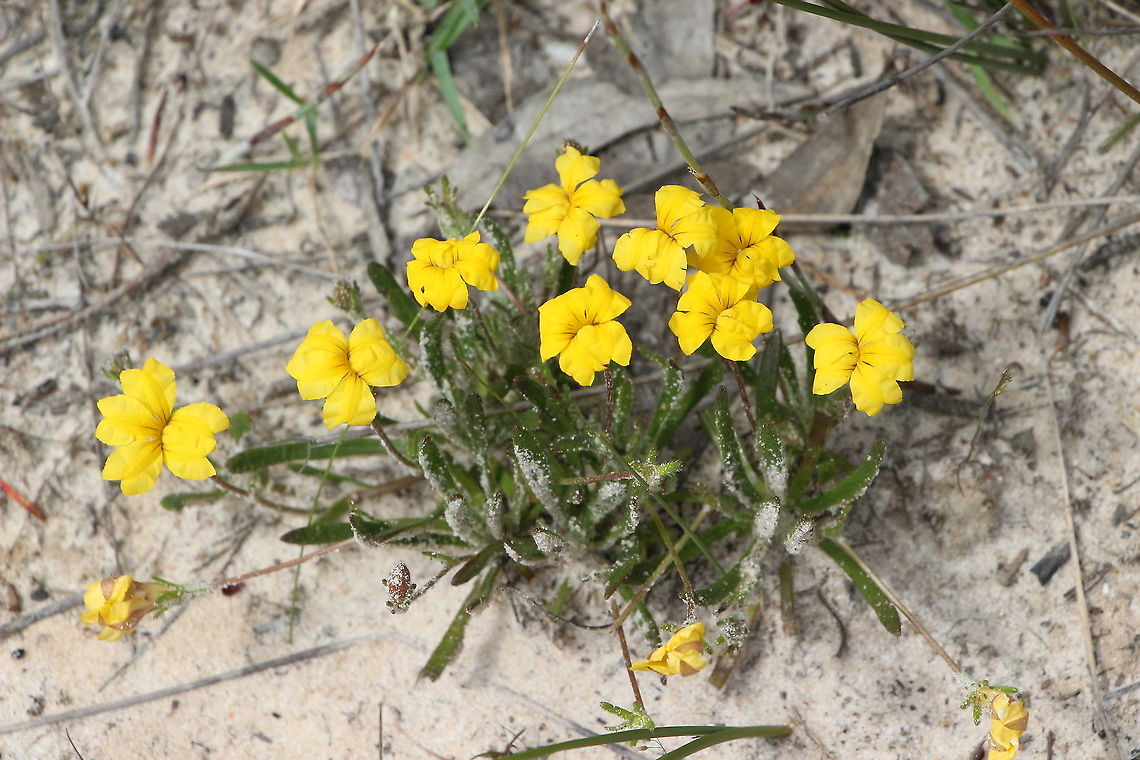 Bent Goodenia - Goodenia geniculata  Australia,Bent Goodenia,Eamw flora,Geotagged,Goodenia geniculata,Spring