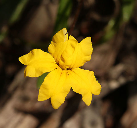 Bent Goodenia - Goodenia geniculata  Australia,Bent Goodenia,Geotagged,Goodenia geniculata,Springeamw flora