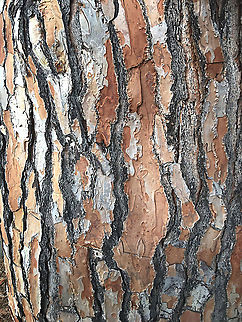 Aleppo pine -Pinus halepensis Bark of a very large Aleppo pine Australia,Eamw flora,Geotagged,Pinus halepensis,Spring
