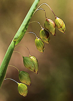 Briza maxima  Australia,Briza maxima,Eamw flora,Geotagged,Spring