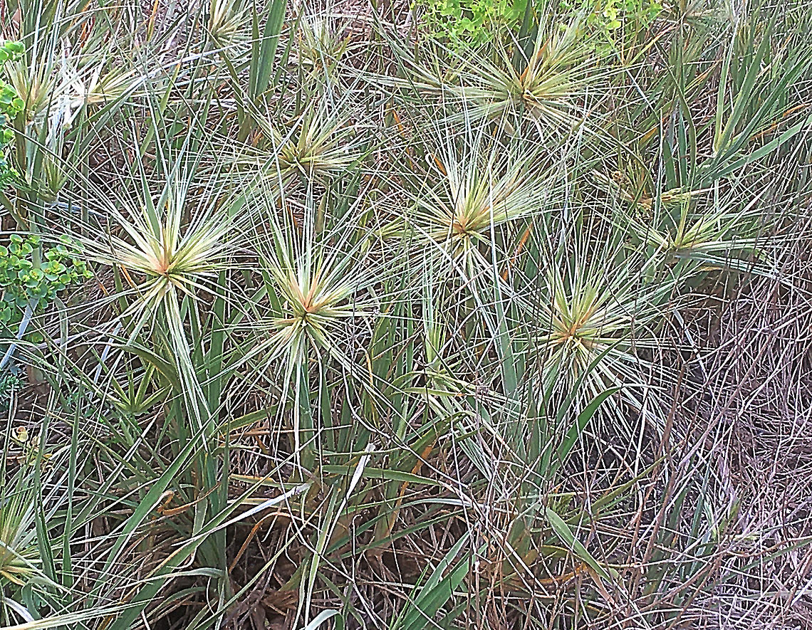 Beach Spinifex - Spinifex sericeus A good sand dune stabilising grass.  Australia,Eamw flora,Geotagged,Spinifex sericeus,Spring