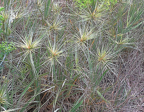 Beach Spinifex - Spinifex sericeus A good sand dune stabilising grass.  Australia,Eamw flora,Geotagged,Spinifex sericeus,Spring