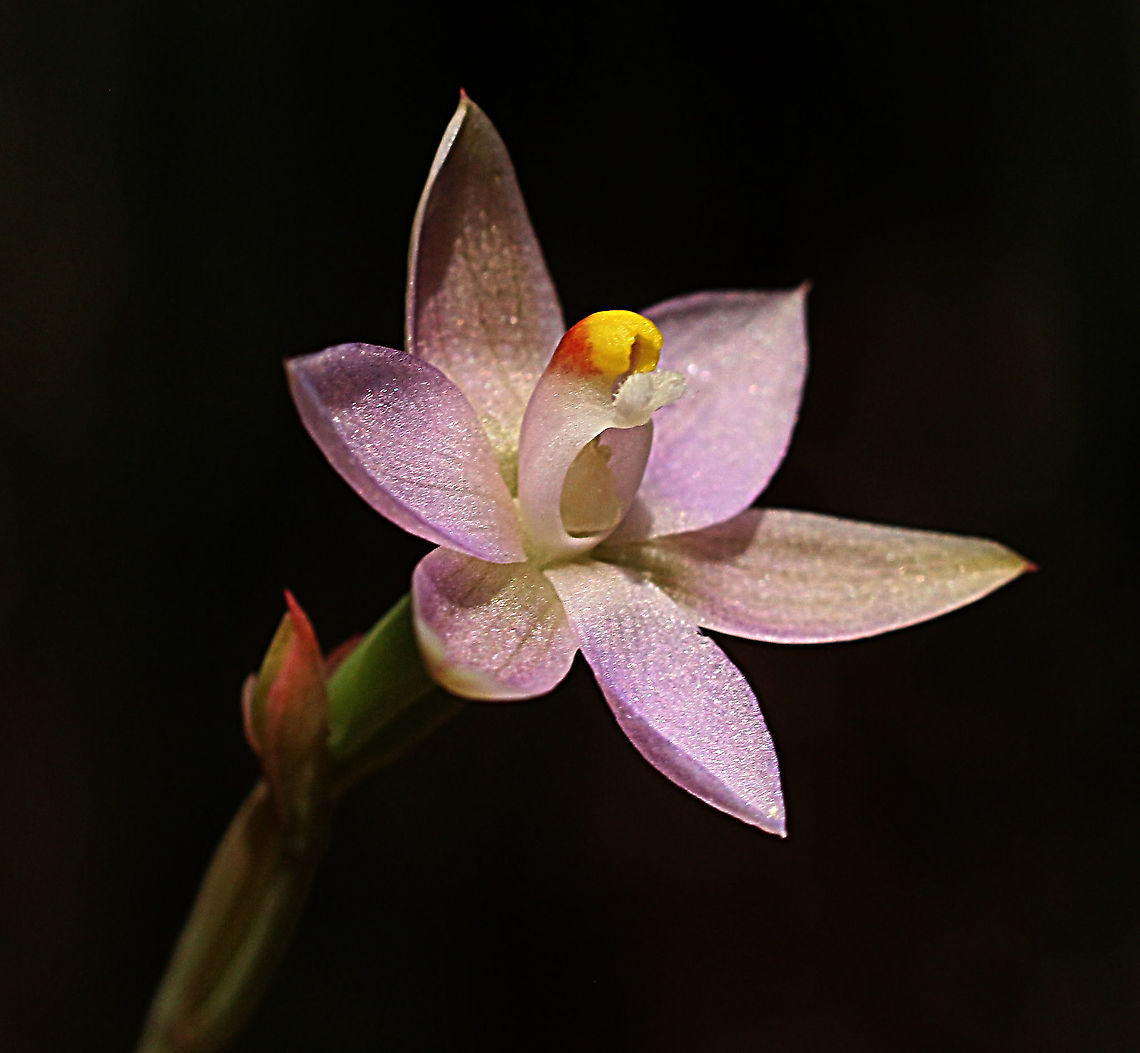 Thelymitra latifolia Had two weeks of cool days with almost no sun ,but when the sun came out so did the sun orchids. Australia,Eamw flora,Eamw orchids,Eamw orchids Thelymitra,Geotagged,Orchids October,Spring,Thelymitra latifolia
