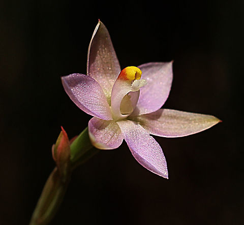Thelymitra latifolia Had two weeks of cool days with almost no sun ,but when the sun came out so did the sun orchids. Australia,Eamw flora,Eamw orchids,Eamw orchids Thelymitra,Geotagged,Orchids October,Spring,Thelymitra latifolia