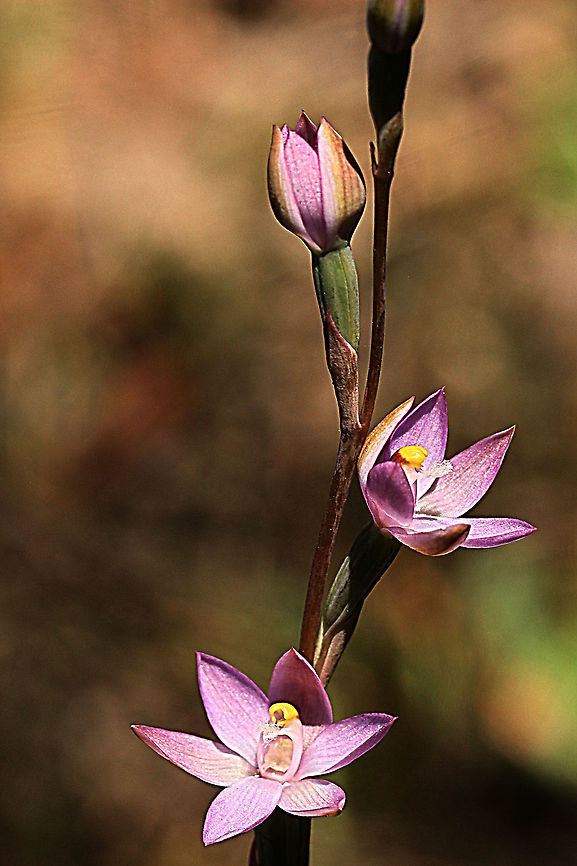 Thelymitra latifolia  Australia,Geotagged,Spring,Thelymitra latifolia