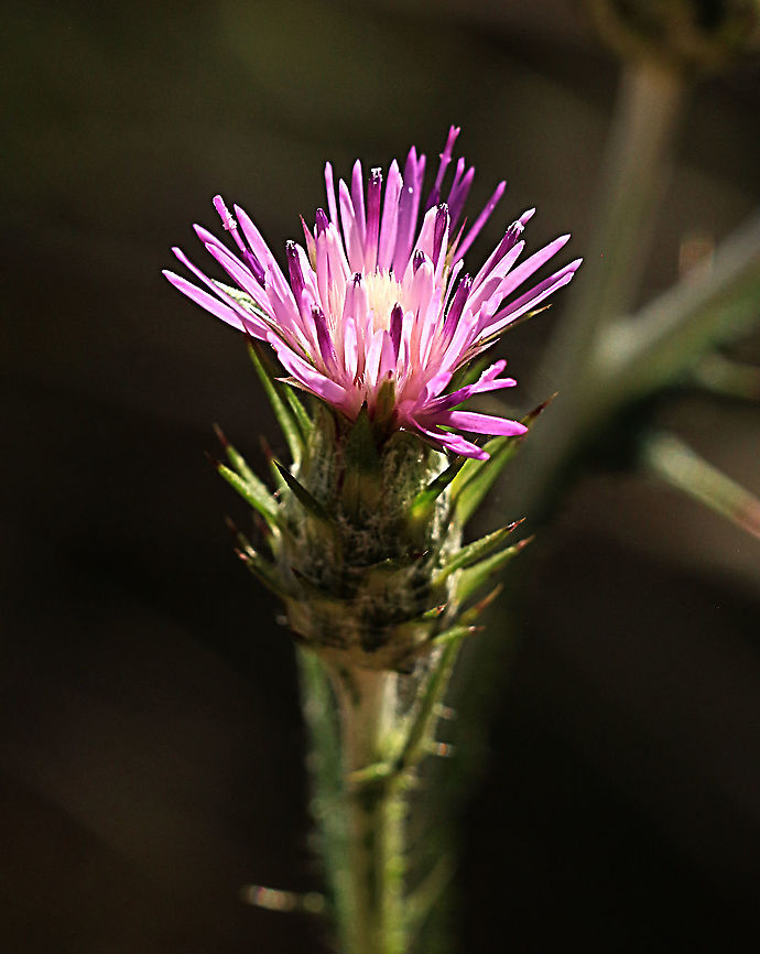 Italian thistle - Carduus pycnocephalus  Australia,Carduus pycnocephalus,Eamw flora,Geotagged,Spring