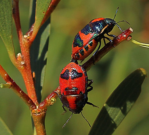Jewel bug - Choerocoris paganus Found on a wattle tree near its host plant Dodonia viscosa Australia,Choerocoris paganus,Eamw jewel bugs,Geotagged,Ground shield bug,Nov 2020,Spring,Waitpinga Conservation Park South Australia
