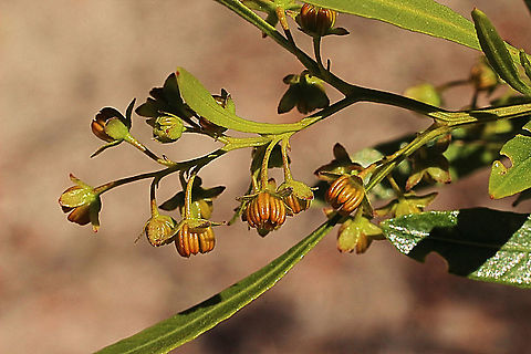 Hop bush - Dodonia viscosa Image of male flowers of the species Australia,Dodonaea viscosa,Dodonia viscosa,Geotagged,Spring