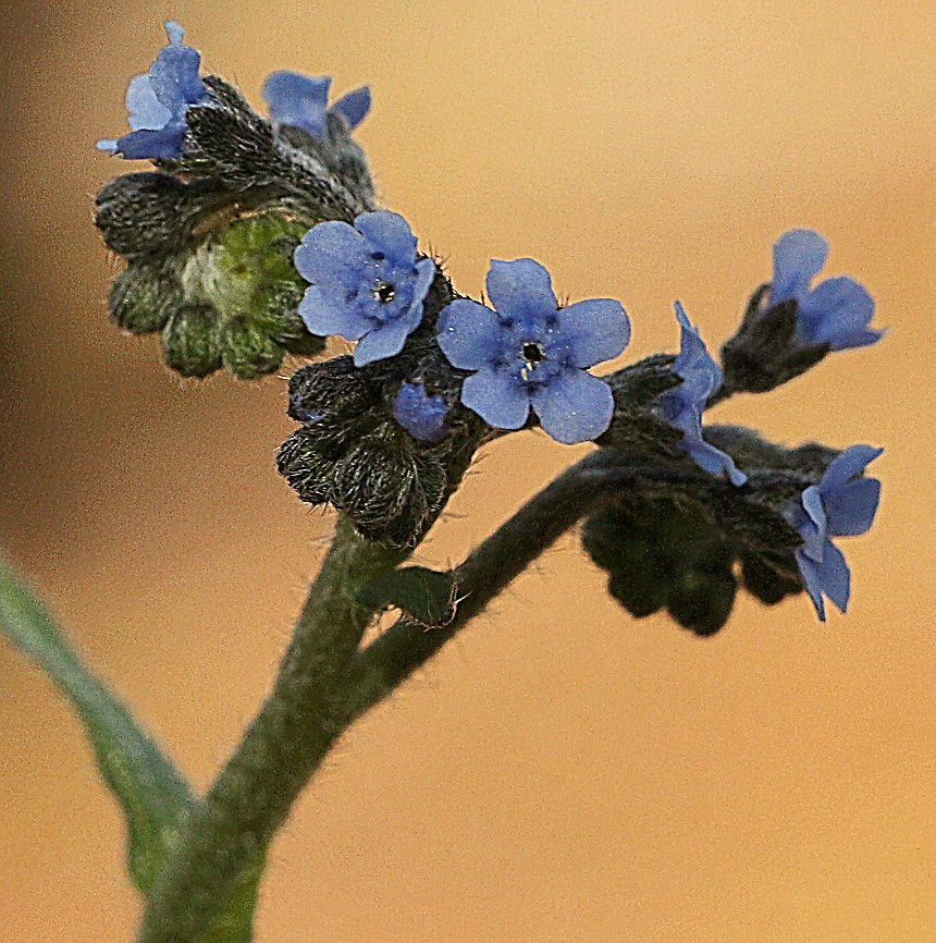 Australian Forget-me-not. - Myosotis australis  Austral Forget-me-not,Australia,Eamw flora,Geotagged,Myosotis australis,Spring