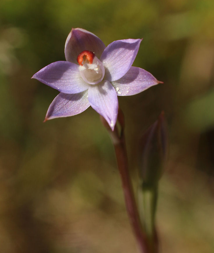 Pepper Top sun -orchid - Thelymitra brevifolia, Eamw flora  Australia,Geotagged,Peppertop Sun Orchid,Spring,Thelymitra brevifolia