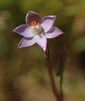 Pepper Top sun -orchid - Thelymitra brevifolia, Eamw flora Australia,Geotagged,Peppertop Sun Orchid,Spring,Thelymitra brevifolia