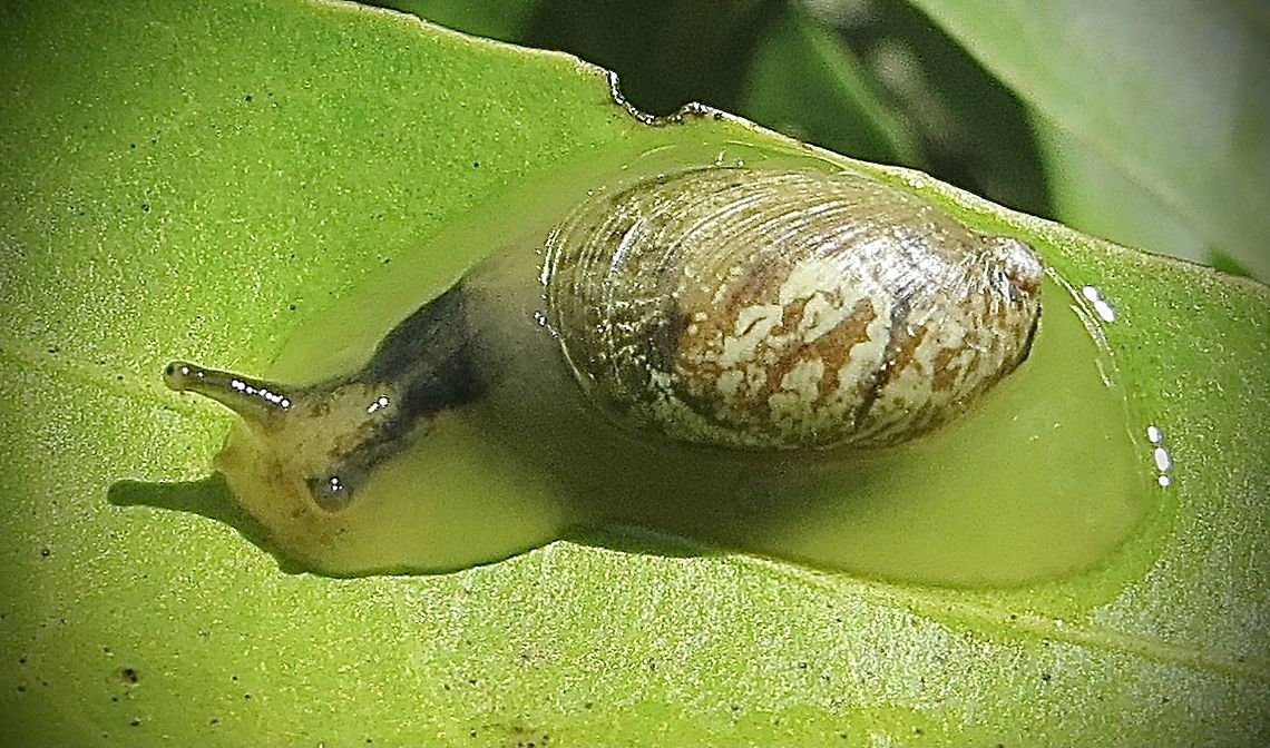 Unidentified species of Snail The actual shell is too small for the snail to retreat in. The body is transparent. Australia,Eamw snails,Geotagged