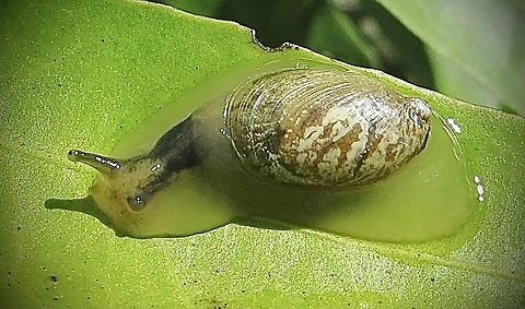 Unidentified species of Snail The actual shell is too small for the snail to retreat in. The body is transparent. Australia,Eamw snails,Geotagged