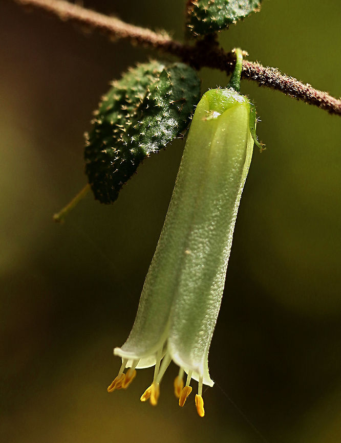 Hairy Correa - Correa aemula Green form of C. reflexa Eamw flora,Geotagged,Hairy Correa - Correa aemula,Hairy correa,Spring