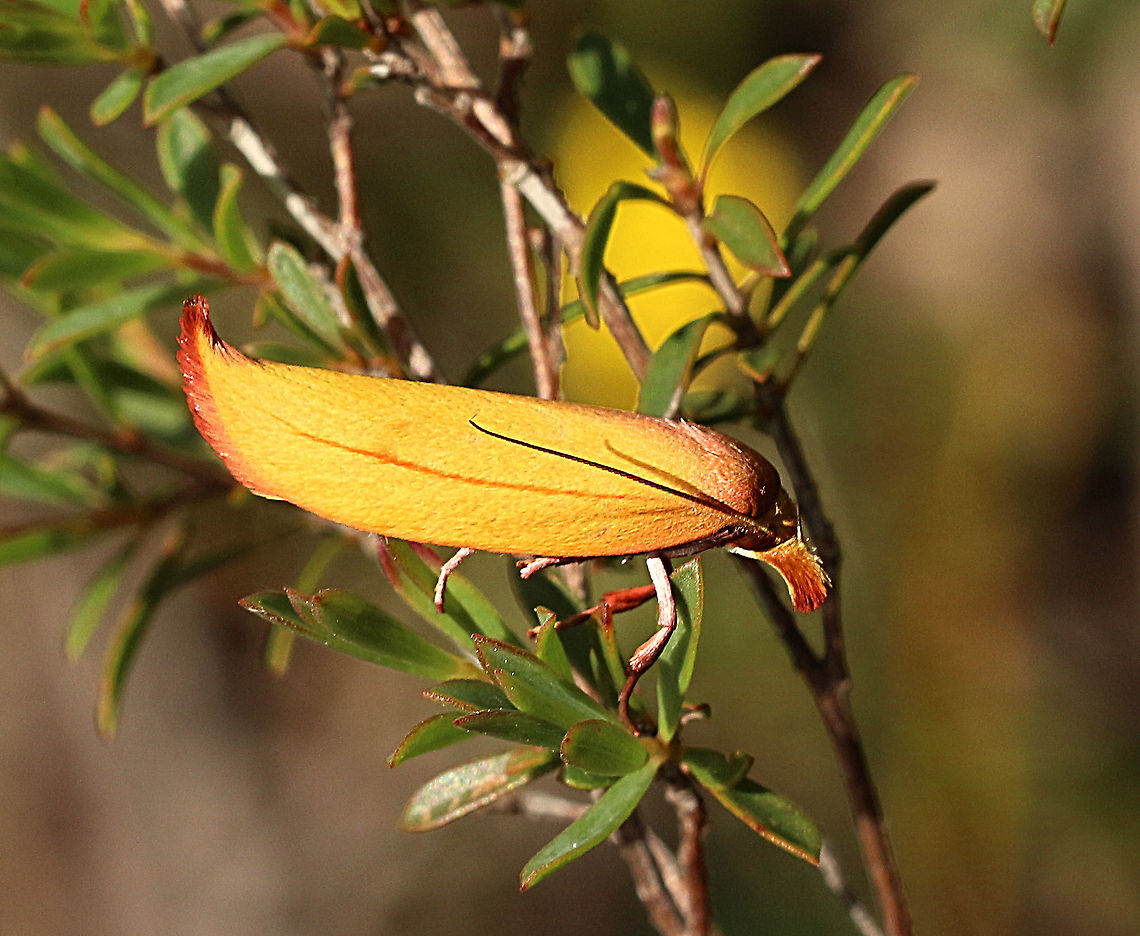 Golden Leaf Moth - Wingia aurata  Australia ew,Eamw moth,Golden Leaf Moth,Mount Billy Conservation Park,Nov 2020,SA AUST,Wingia aurata,Wingia ew,adult moth