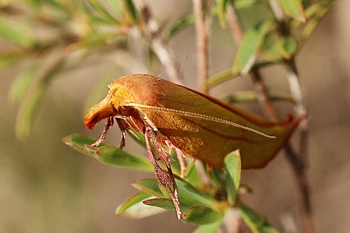 Golden Leaf Moth - Wingia aurata  Australia,Eamw moth,Geotagged,Golden Leaf Moth,Mount Billy Conservation Park,Spring,Wingia aurata,Wingia ew