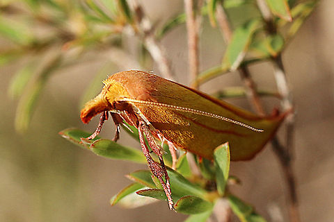 Golden Leaf Moth - Wingia aurata  Australia,Eamw moth,Geotagged,Golden Leaf Moth,Mount Billy Conservation Park,Spring,Wingia aurata,Wingia ew
