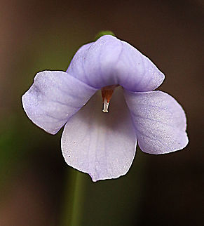 Viola sieberiana Closeup of flower . Australia,Eamw flora,Geotagged,Spring,Viola sieberiana,Violaceae