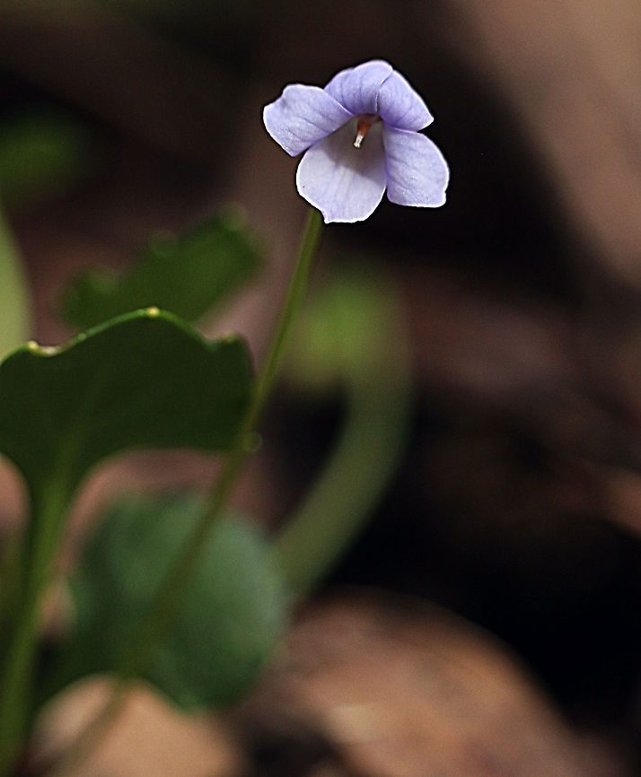 Viola sieberiana A pretty little plant , only approximately 50 mm high and a flower of about 5 mm. Australia,Eamw flora,Geotagged,Spring,Viola sieberiana,Violaceae