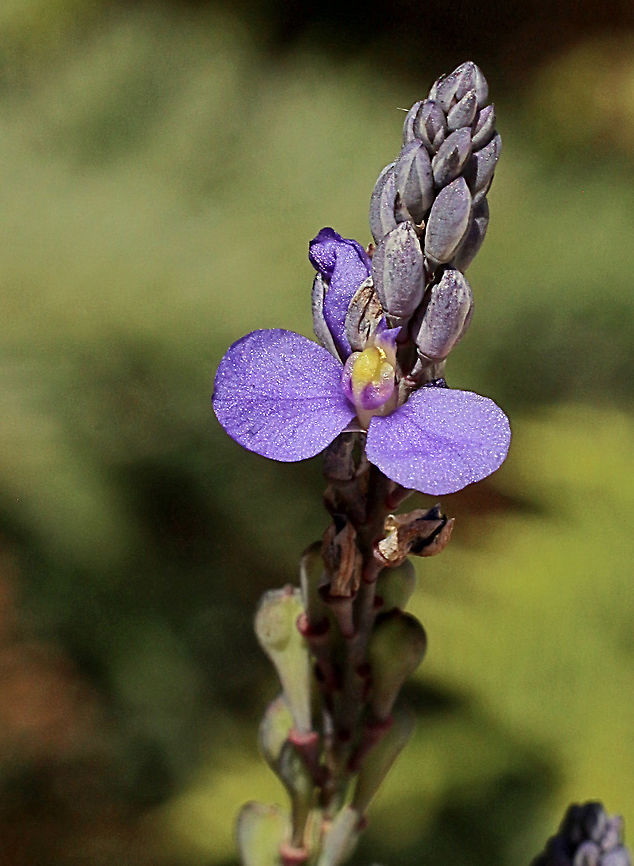 Blue-spike Milkworts - Comesperma calymega  Australia,Blue-spike Milkwort,Comesperma calymega,Eamw flora,Geotagged,Spring