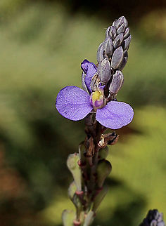Blue-spike Milkworts - Comesperma calymega  Australia,Blue-spike Milkwort,Comesperma calymega,Eamw flora,Geotagged,Spring