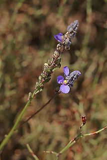 Blue-spike Milkwort- Comesperma calymega Stem details. Australia,Blue-spike Milkwort,Comesperma calymega,Eamw flora,Geotagged,Spring