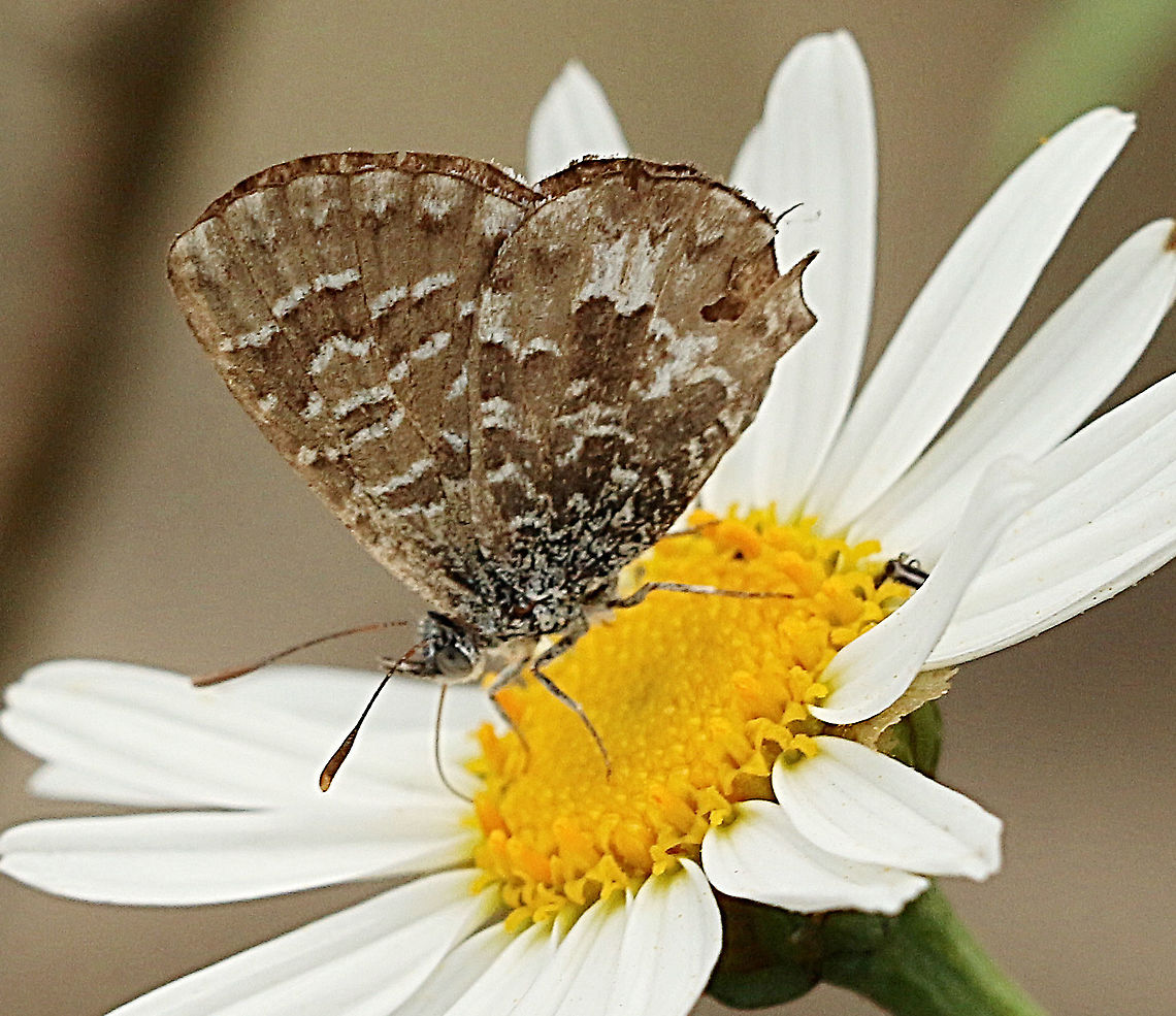 Bitterbush blue It would not open its wings for me. Australia,Eamw butterflies,Geotagged,Spring,Theclinesthes albocinata,Theclinesthes albocincta