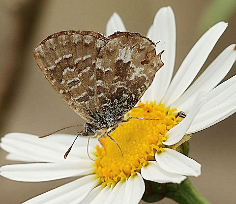 Bitterbush blue It would not open its wings for me. Australia,Eamw butterflies,Geotagged,Spring,Theclinesthes albocinata,Theclinesthes albocincta
