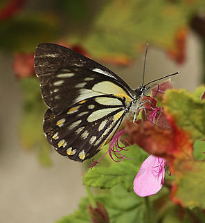 Caper white - Belenois java  Australia,Belenois java,Caper white,Eamw butterflies,Geotagged,Spring