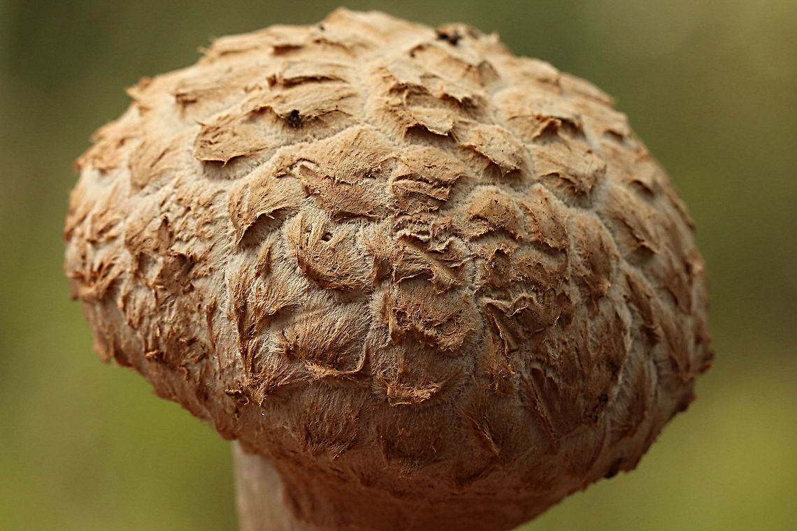 Shaggy cap - Boletellus emodensis  Australia,Boletellus emodensis,Eamw bolete,Eamw fungi,Geotagged,Spring