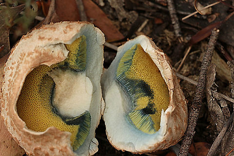 Shaggy cap- Boletellus emodensis Showing pores and discolouration when damaged.( blue) Boletellus emodensis,Eamw bolete,Eamw fungi