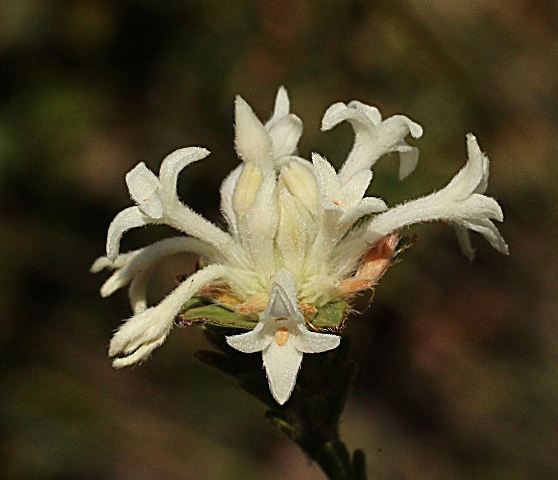 Gaunt Riceflower - Pimelea stricta  Australia,Eamw flora,Gaunt Rice-flower,Geotagged,Pimelea stricta,Spring