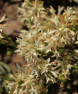 Gaunt Riceflower - Pimelia stricta  Australia,Eamw flora,Gaunt Rice-flower,Geotagged,Pimelea stricta,Spring