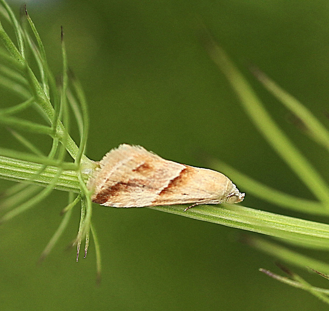 Eublemma inconspicua Wingspan approximately 30 mm. Australia,Eamw moth,Eublemma,Eublemma inconspicua,Geotagged,Spring