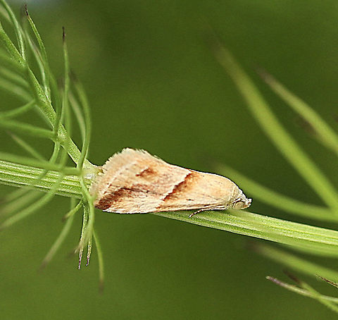 Eublemma inconspicua Wingspan approximately 30 mm. Australia,Eamw moth,Eublemma,Eublemma inconspicua,Geotagged,Spring