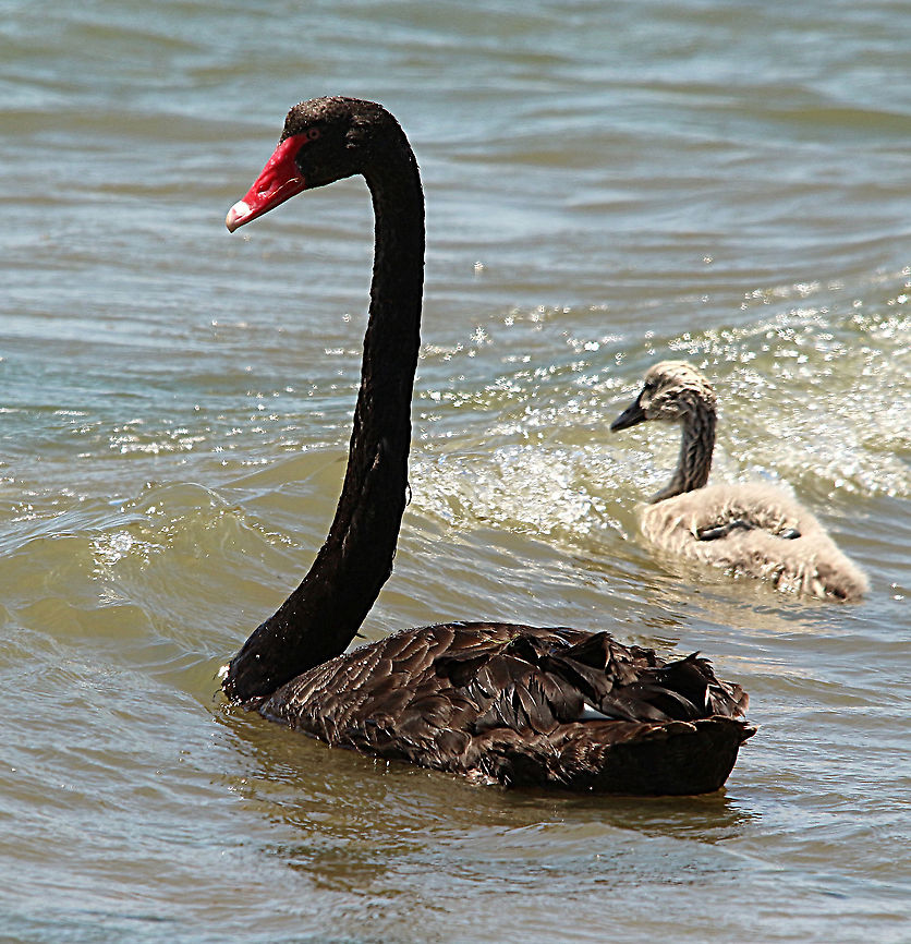 Black Swan - Cygnus atratus Adult swan with one juvenile,still in juvenile plumage. Australia,Black Swan,Cygnus atratus,Eamw birds,Geotagged,Spring