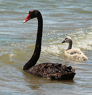 Black Swan - Cygnus atratus Adult swan with one juvenile,still in juvenile plumage. Australia,Black Swan,Cygnus atratus,Eamw birds,Geotagged,Spring