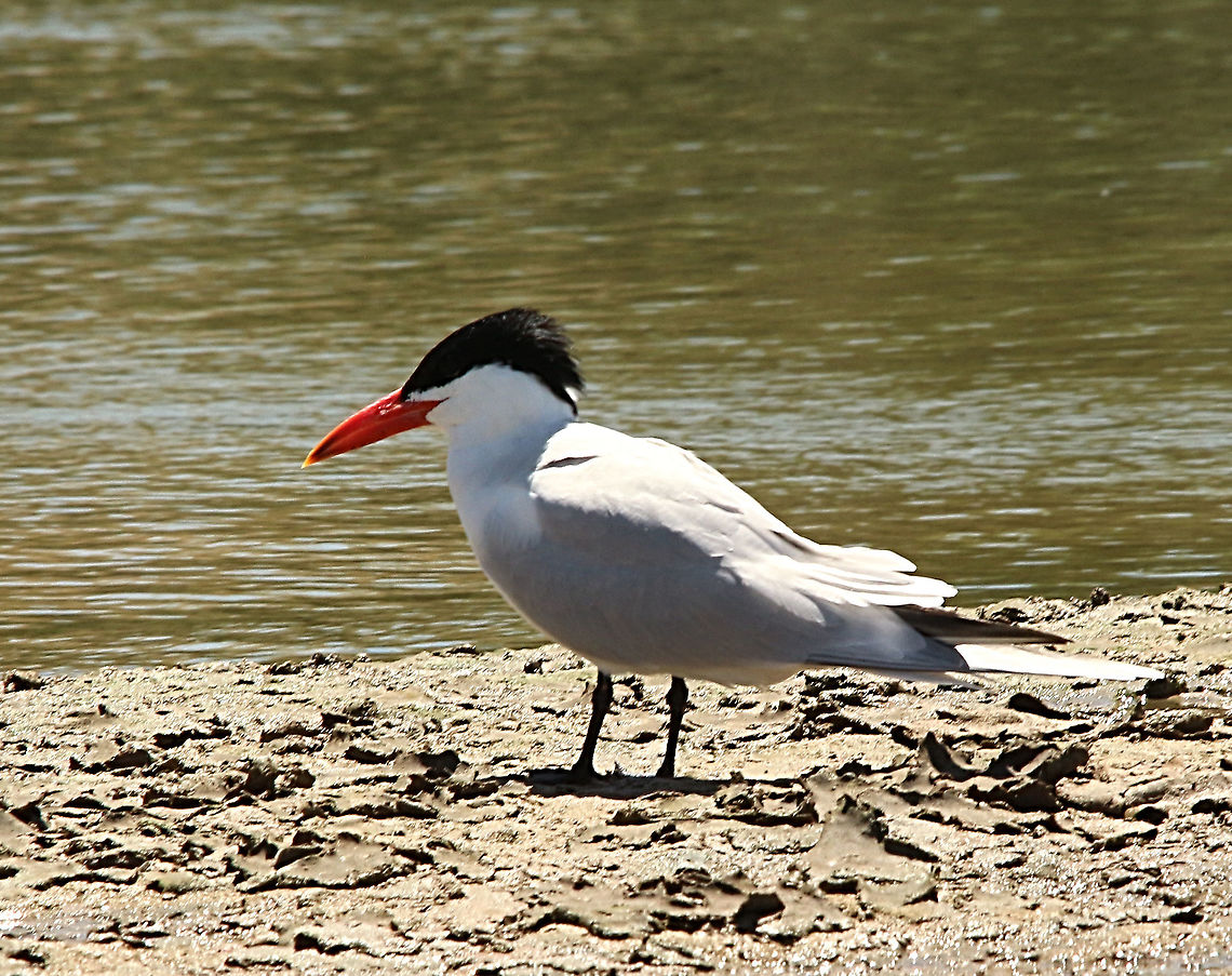 Caspian tern - Hydroprogne caspia  Australia,Caspian tern,Eamw birds,Geotagged,Hydroprogne caspia,Spring