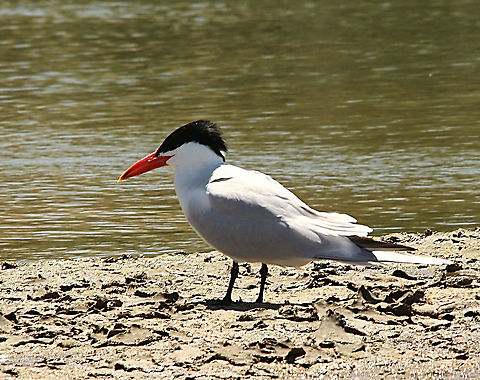 Caspian tern - Hydroprogne caspia  Australia,Caspian tern,Eamw birds,Geotagged,Hydroprogne caspia,Spring