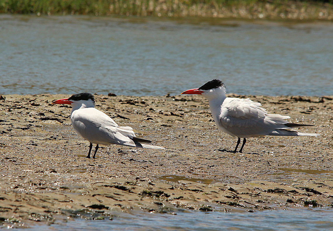 Caspian tern - Hydroprogne caspia  Australia,Caspian tern,Eamw birds,Geotagged,Hydroprogne caspia,Spring