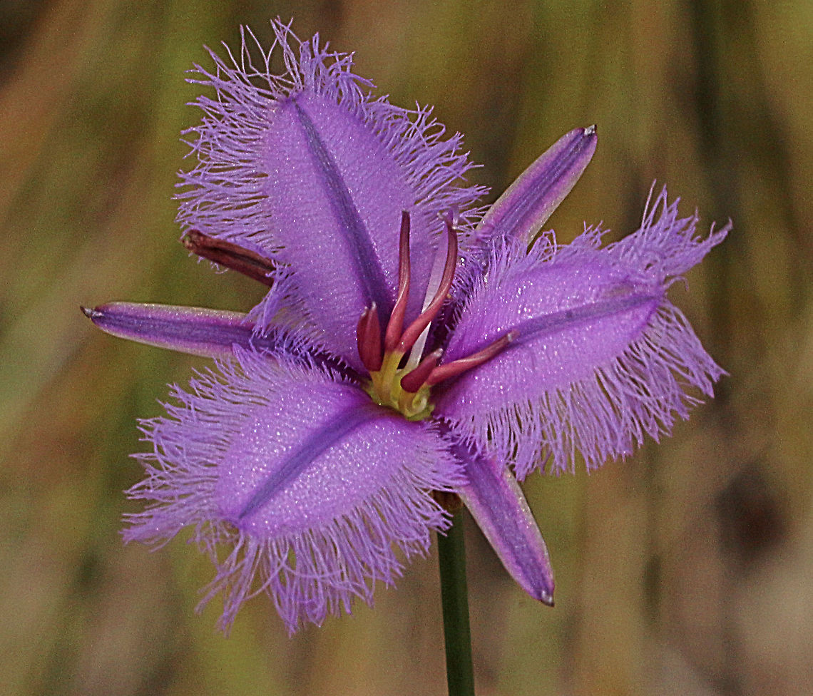 Fringe lily- Thysanotus juncifolius  Australia,Eamw flora,Fringe-lily,Geotagged,Spring,Thysanotus juncifolius
