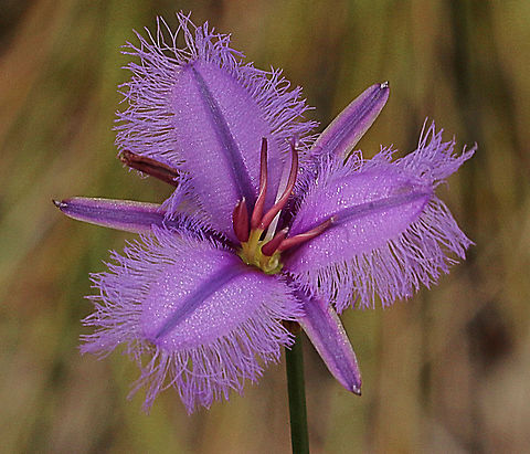 Fringe lily- Thysanotus juncifolius  Australia,Eamw flora,Fringe-lily,Geotagged,Spring,Thysanotus juncifolius