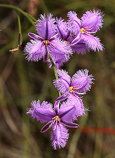 Fringe-lily - Thysanotus juncifolius  Australia,Fringe-lily,Geotagged,Spring,Thysanotus juncifolius,eamw flora