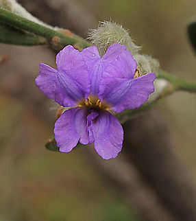 Grooved Dampiera- Dampiera lanceolata  Australia,Dampiera lanceolata,Eamw flora,Geotagged,Spring
