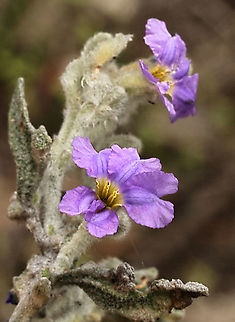 Dampiera lanceolata